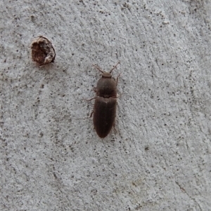 Agrypnus sp. (genus) at Cook, ACT - 4 Dec 2018 05:28 PM