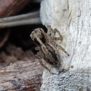 Maratus pavonis at Cook, ACT - 4 Dec 2018