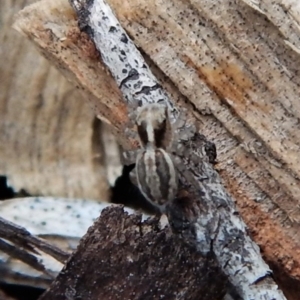 Maratus pavonis at Cook, ACT - 4 Dec 2018