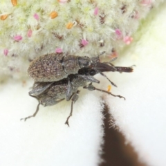 Meriphus fullo (Flower Weevil) at Acton, ACT - 29 Nov 2018 by Tim L