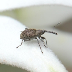 Meriphus fullo at Acton, ACT - 29 Nov 2018 11:41 AM