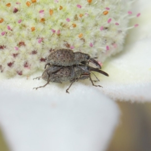 Meriphus fullo at Acton, ACT - 29 Nov 2018 11:41 AM