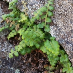 Pleurosorus rutifolius (Blanket Fern) at Isaacs Ridge - 21 Oct 2018 by Nina