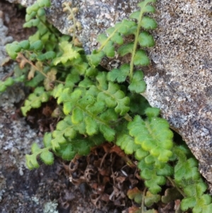 Asplenium subglandulosum at Jerrabomberra, ACT - 21 Oct 2018 03:22 PM