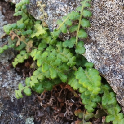 Pleurosorus rutifolius (Blanket Fern) at Jerrabomberra, ACT - 21 Oct 2018 by Nina