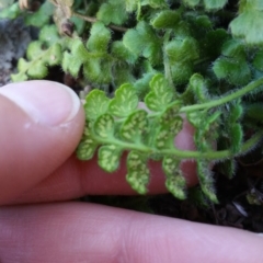 Asplenium subglandulosum at Jerrabomberra, ACT - 21 Oct 2018 03:22 PM