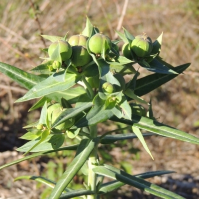 Euphorbia lathyris (Caper Spurge) at Tennent, ACT - 1 Dec 2018 by michaelb