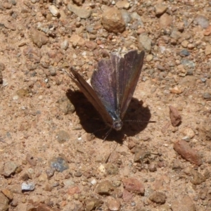 Erina hyacinthina at Cotter River, ACT - 4 Dec 2018