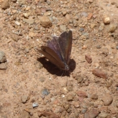 Erina hyacinthina at Cotter River, ACT - 4 Dec 2018