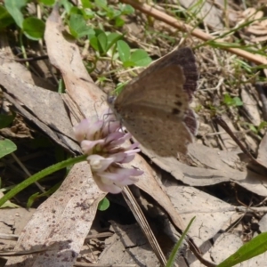 Erina hyacinthina at Cotter River, ACT - 4 Dec 2018 11:22 AM