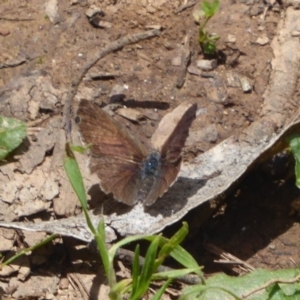 Erina hyacinthina at Cotter River, ACT - 4 Dec 2018 11:22 AM