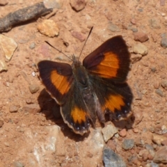 Paralucia aurifera at Cotter River, ACT - 4 Dec 2018