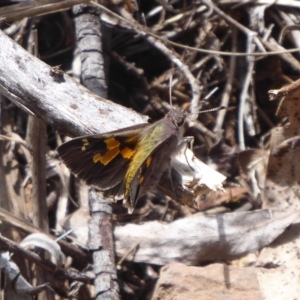 Trapezites phigalioides at Cotter River, ACT - 4 Dec 2018 12:27 PM