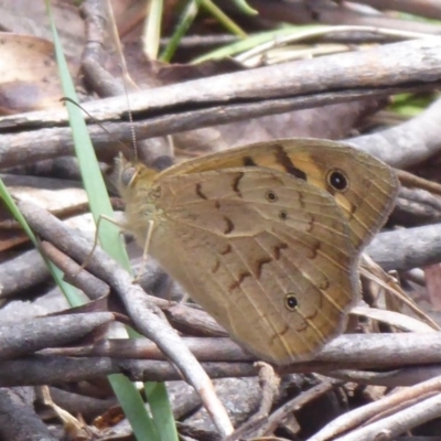 Heteronympha merope (Common Brown Butterfly) at Lower Cotter Catchment - 4 Dec 2018 by Christine