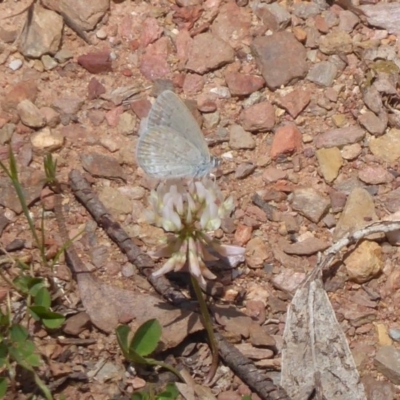 Zizina otis (Common Grass-Blue) at Cotter River, ACT - 4 Dec 2018 by Christine