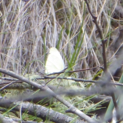Pieris rapae (Cabbage White) at Cotter River, ACT - 4 Dec 2018 by Christine