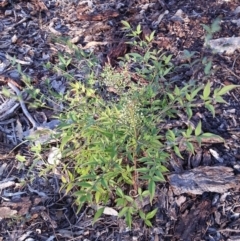 Nandina domestica (Sacred Bamboo) at Hackett, ACT - 3 Dec 2018 by waltraud