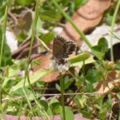 Neolucia agricola (Fringed Heath-blue) at Lower Cotter Catchment - 4 Dec 2018 by Christine