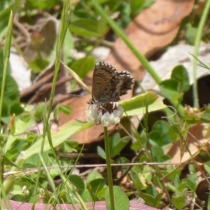 Neolucia agricola at Cotter River, ACT - 4 Dec 2018 12:39 PM