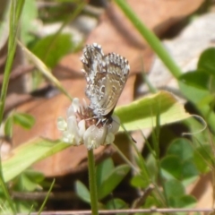 Neolucia agricola at Cotter River, ACT - 4 Dec 2018 12:39 PM