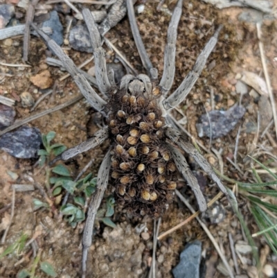 Lycosidae (family) (Unidentified wolf spider) at Mount Majura - 4 Dec 2018 by ErinClaire