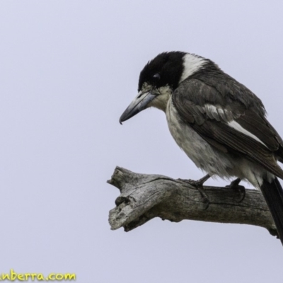 Cracticus torquatus (Grey Butcherbird) at Hughes, ACT - 30 Nov 2018 by BIrdsinCanberra