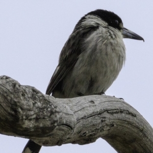 Cracticus torquatus at Hughes, ACT - 30 Nov 2018