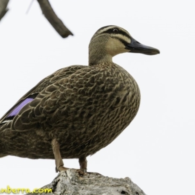 Anas superciliosa (Pacific Black Duck) at Hughes, ACT - 30 Nov 2018 by JonSteinbeck