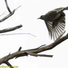 Oriolus sagittatus (Olive-backed Oriole) at Deakin, ACT - 30 Nov 2018 by JonSteinbeck