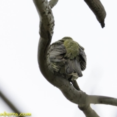 Oriolus sagittatus at Deakin, ACT - 30 Nov 2018