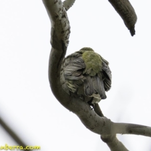 Oriolus sagittatus at Deakin, ACT - 30 Nov 2018