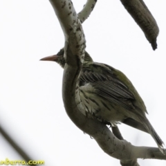 Oriolus sagittatus at Deakin, ACT - 30 Nov 2018