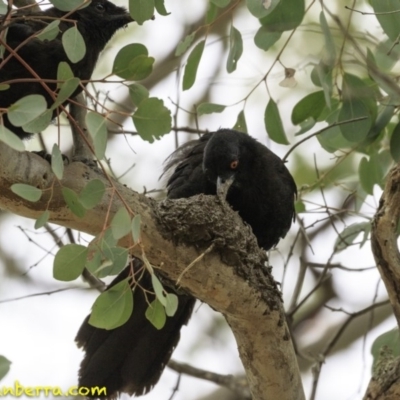 Corcorax melanorhamphos (White-winged Chough) at Deakin, ACT - 30 Nov 2018 by JonSteinbeck