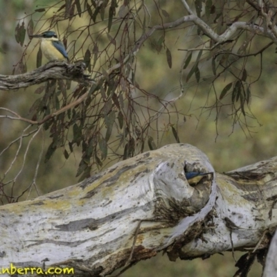 Todiramphus sanctus (Sacred Kingfisher) at Deakin, ACT - 30 Nov 2018 by JonSteinbeck