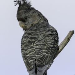 Callocephalon fimbriatum (Gang-gang Cockatoo) at Deakin, ACT - 30 Nov 2018 by JonSteinbeck