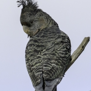 Callocephalon fimbriatum at Deakin, ACT - 30 Nov 2018