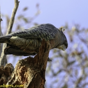 Callocephalon fimbriatum at Deakin, ACT - 30 Nov 2018