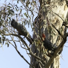 Callocephalon fimbriatum at Deakin, ACT - suppressed