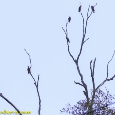 Callocephalon fimbriatum (Gang-gang Cockatoo) at Deakin, ACT - 29 Nov 2018 by BIrdsinCanberra