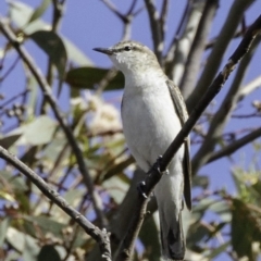 Lalage tricolor (White-winged Triller) at Deakin, ACT - 30 Nov 2018 by JonSteinbeck