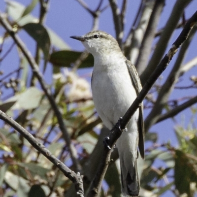 Lalage tricolor (White-winged Triller) at Deakin, ACT - 29 Nov 2018 by BIrdsinCanberra