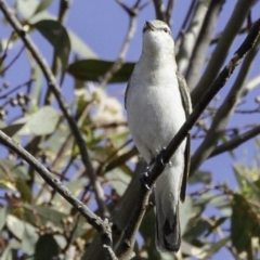 Lalage tricolor at Deakin, ACT - 30 Nov 2018