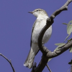 Lalage tricolor at Deakin, ACT - 30 Nov 2018