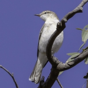 Lalage tricolor at Deakin, ACT - 30 Nov 2018