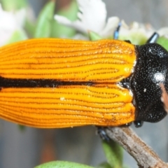 Castiarina rufipennis at Hackett, ACT - 2 Dec 2018