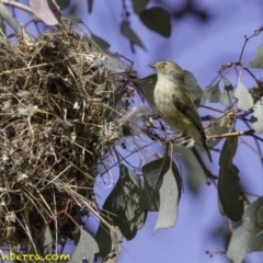 Smicrornis brevirostris (Weebill) at Deakin, ACT - 29 Nov 2018 by BIrdsinCanberra