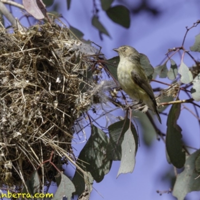 Smicrornis brevirostris (Weebill) at Deakin, ACT - 30 Nov 2018 by JonSteinbeck