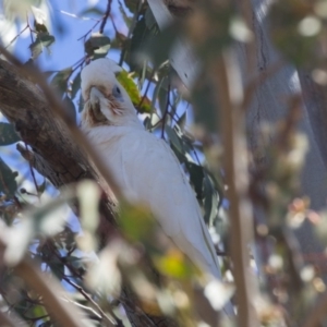 Cacatua sanguinea at Higgins, ACT - 4 Dec 2018