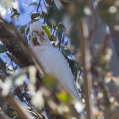 Cacatua sanguinea (Little Corella) at Higgins, ACT - 4 Dec 2018 by AlisonMilton