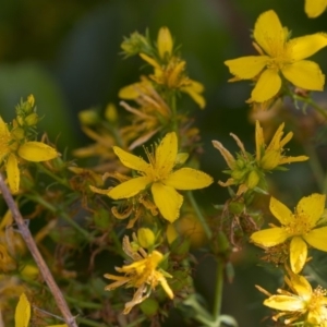 Hypericum perforatum at Acton, ACT - 5 Dec 2018